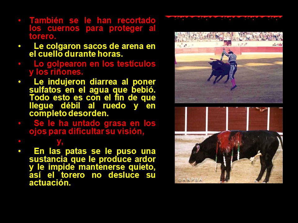 También se le han recortado los cuernos para proteger al torero.