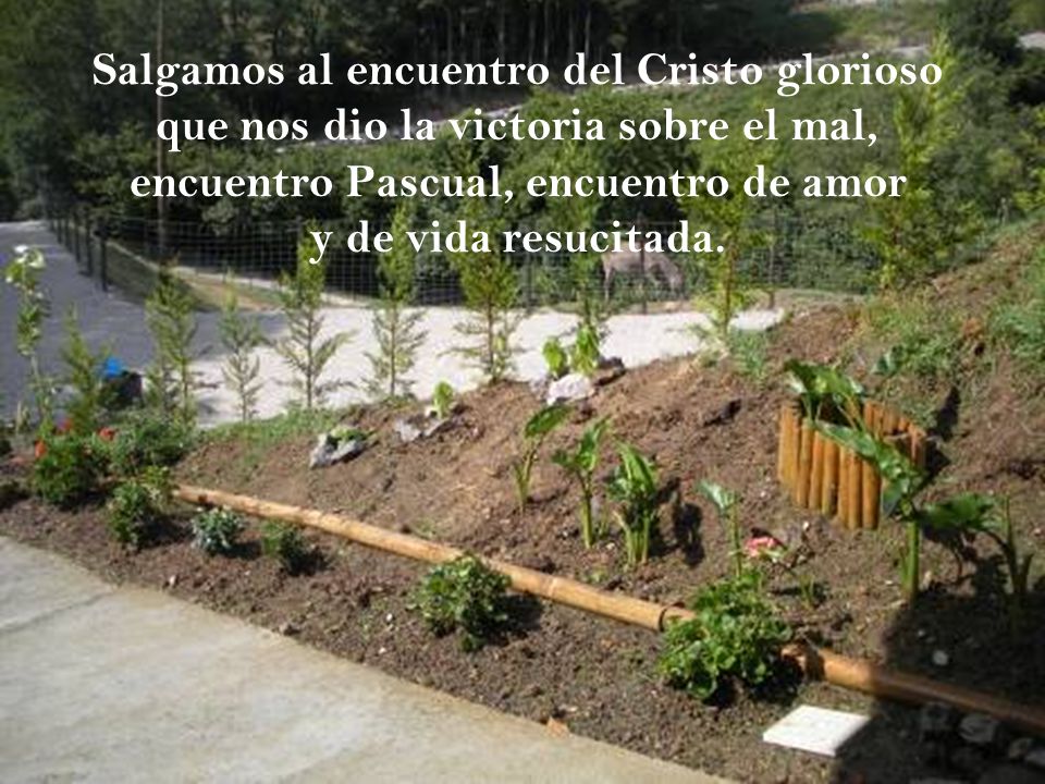 Salgamos al encuentro del Cristo glorioso que nos dio la victoria sobre el mal, encuentro Pascual, encuentro de amor y de vida resucitada.