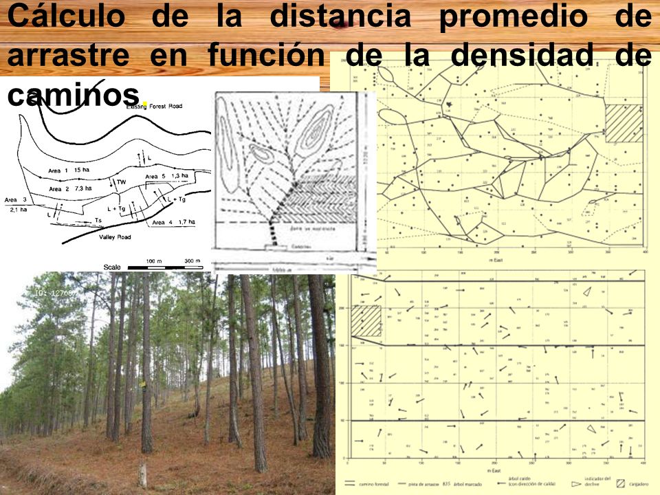 Cálculo de la distancia promedio de arrastre en función de la densidad de caminos.