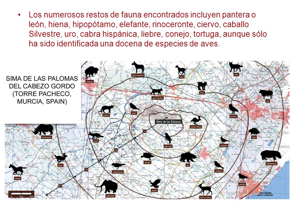 Los numerosos restos de fauna encontrados incluyen pantera o león, hiena, hipopótamo, elefante, rinoceronte, ciervo, caballo Silvestre, uro, cabra hispánica, liebre, conejo, tortuga, aunque sólo ha sido identificada una docena de especies de aves.