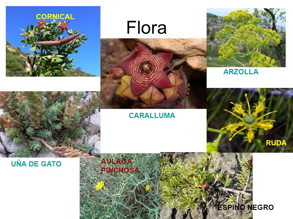 Flora CORNICAL ARZOLLA CARALLUMA RUDA AULAGA PINCHOSA UÑA DE GATO