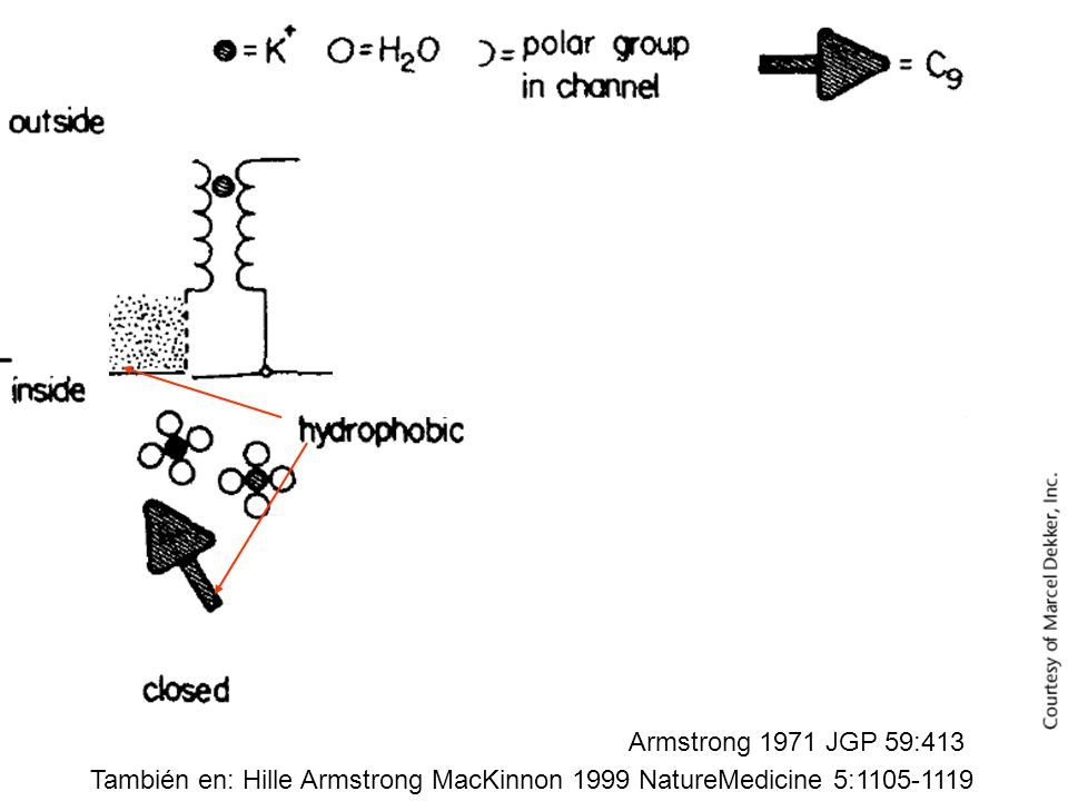 Armstrong 1971 JGP 59:413 También en: Hille Armstrong MacKinnon 1999 NatureMedicine 5: