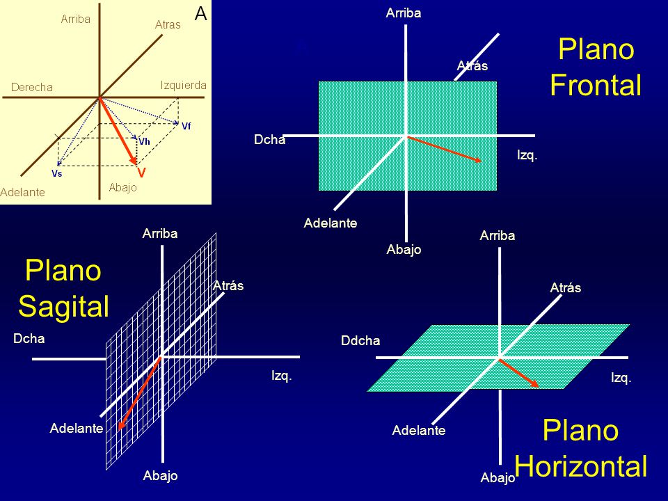 Plano Frontal Plano Sagital Plano Horizontal C A A Arriba Atrás Dcha
