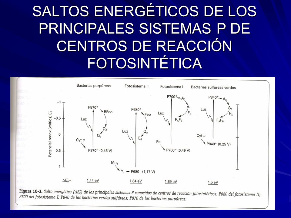 SALTOS ENERGÉTICOS DE LOS PRINCIPALES SISTEMAS P DE CENTROS DE REACCIÓN FOTOSINTÉTICA