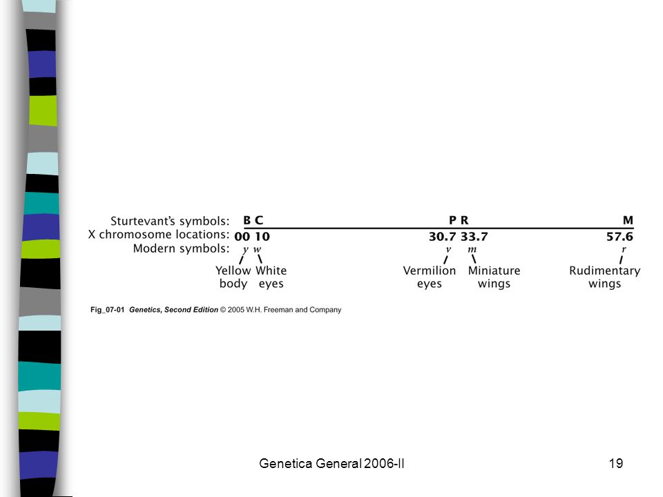 Este es el primer mapa genético producido por Sturtevant.
