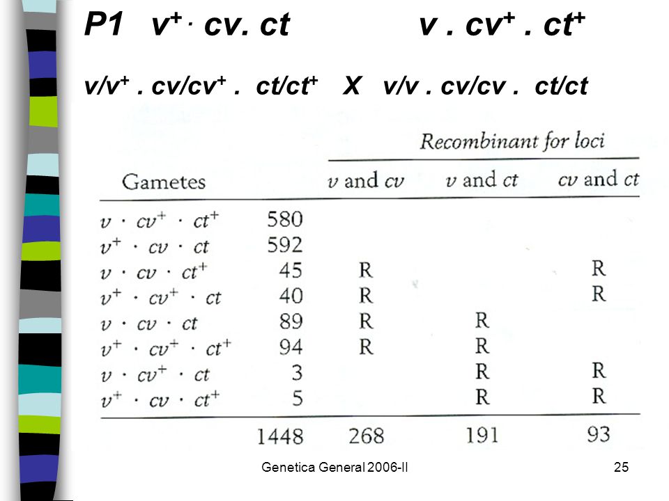 P1 v+ . cv. ct v . cv+ . ct+ v/v+ . cv/cv+ . ct/ct+ X v/v . cv/cv . ct/ct