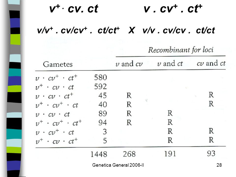 v+ . cv. ct v . cv+ . ct+ v/v+ . cv/cv+ . ct/ct+ X v/v . cv/cv . ct/ct