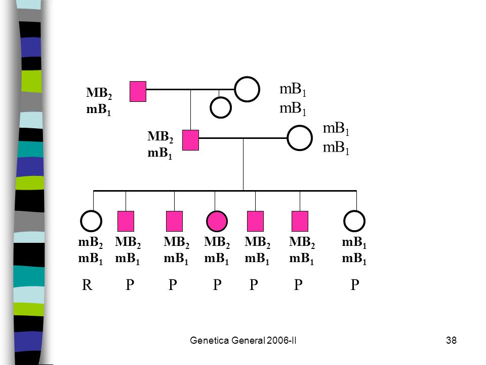 mB1 mB1 R P P P P P P MB2 mB1 MB2 mB1 mB2 mB1 MB2 mB1 MB2 mB1 MB2 mB1
