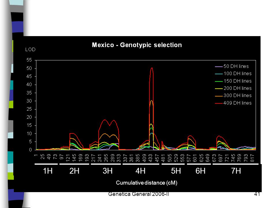1H 2H 3H 4H 5H 6H 7H Cumulative distance (cM) Genetica General 2006-II