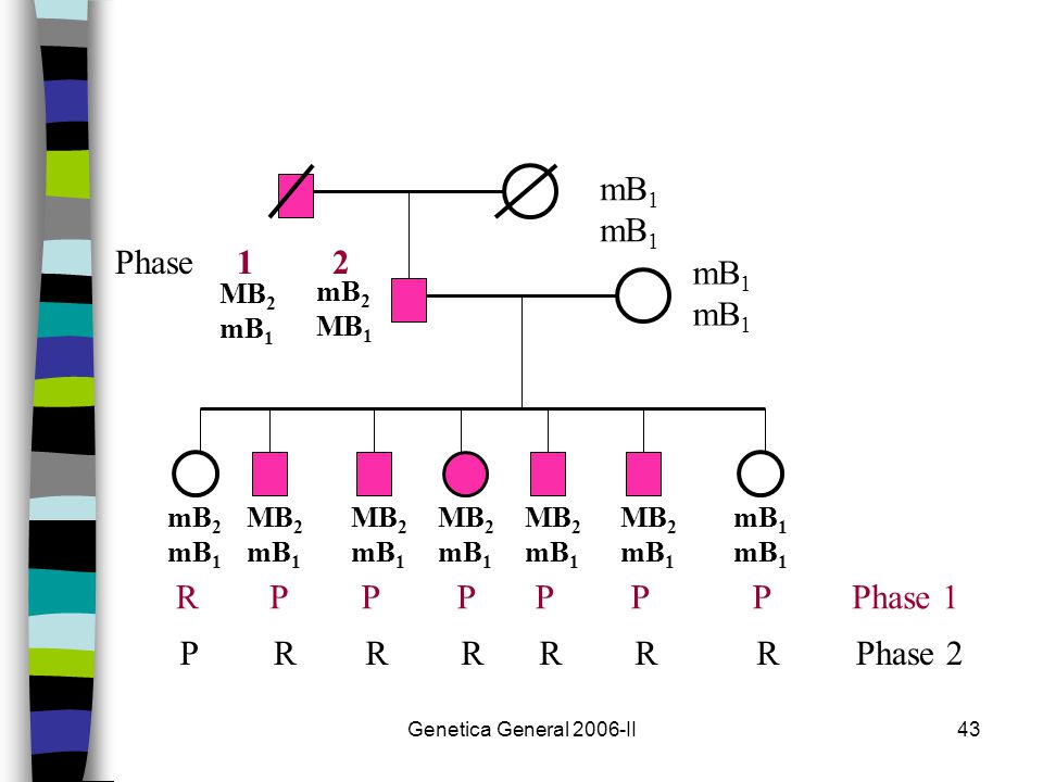 MB2 mB1 mB2 MB1 R P Phase 1 1 Phase 2 2 Phase Genetica General 2006-II