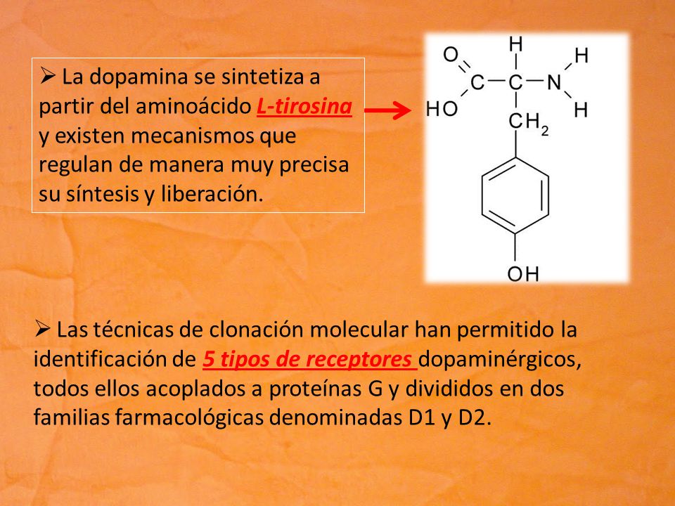 La dopamina se sintetiza a partir del aminoácido L-tirosina y existen mecanismos que regulan de manera muy precisa su síntesis y liberación.
