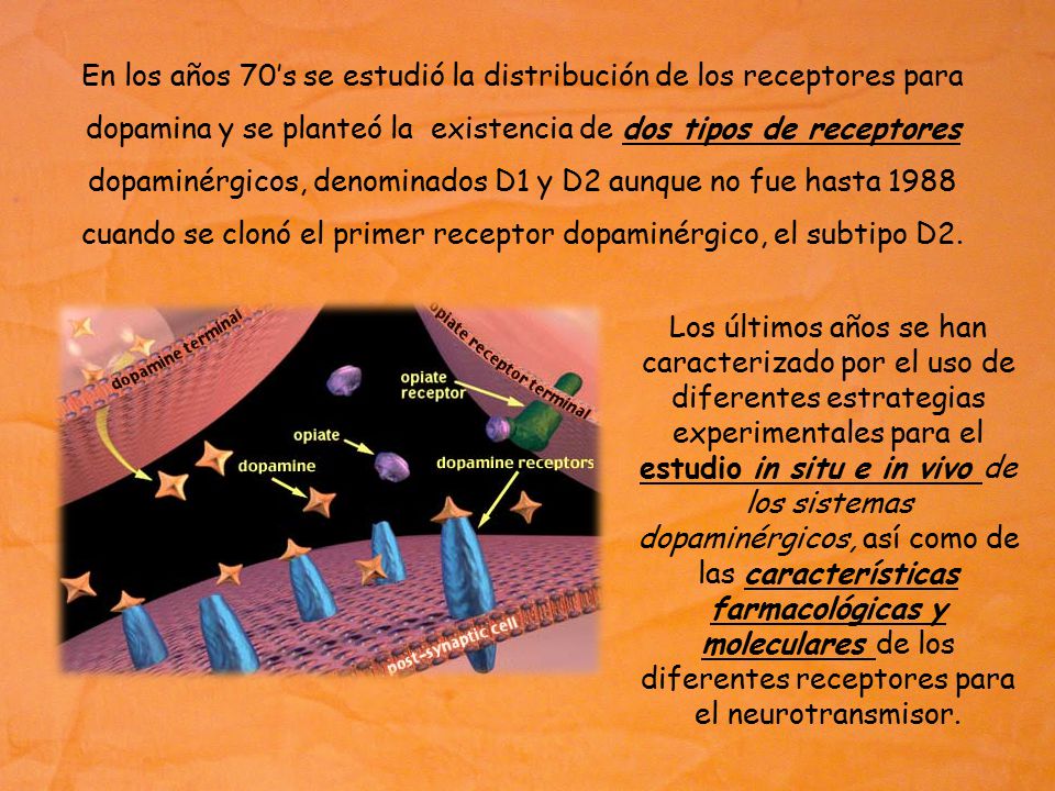 En los años 70’s se estudió la distribución de los receptores para dopamina y se planteó la existencia de dos tipos de receptores dopaminérgicos, denominados D1 y D2 aunque no fue hasta 1988 cuando se clonó el primer receptor dopaminérgico, el subtipo D2.