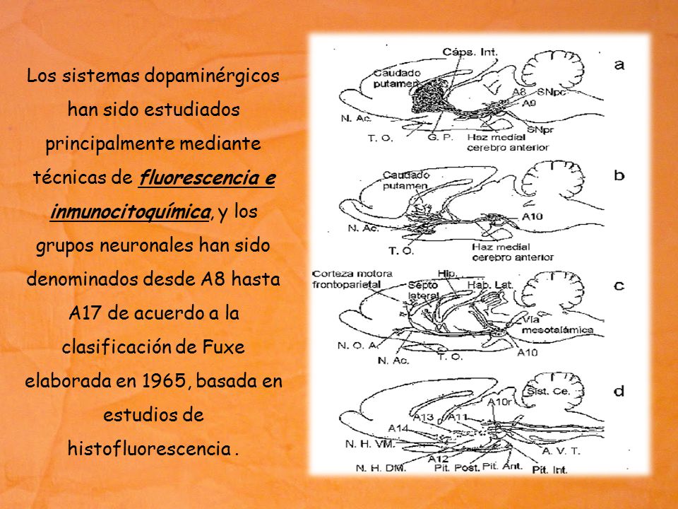 Los sistemas dopaminérgicos han sido estudiados principalmente mediante técnicas de fluorescencia e inmunocitoquímica, y los grupos neuronales han sido denominados desde A8 hasta A17 de acuerdo a la clasificación de Fuxe elaborada en 1965, basada en estudios de histofluorescencia .