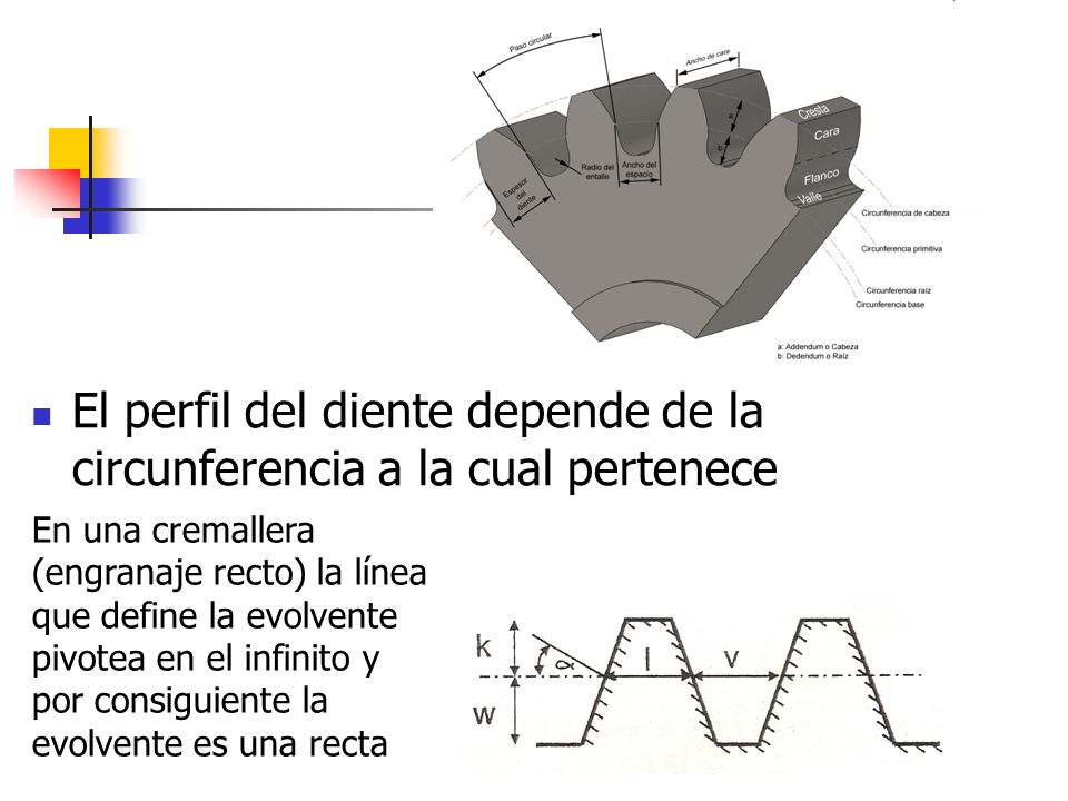 El perfil del diente depende de la circunferencia a la cual pertenece