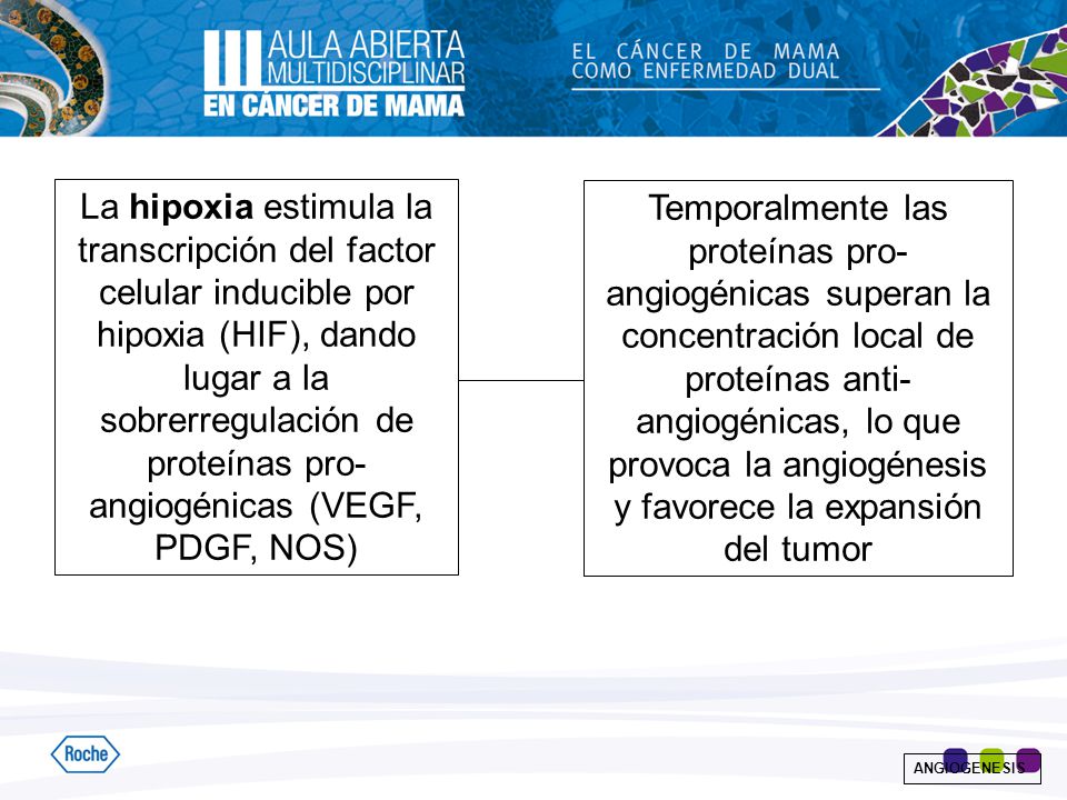 La hipoxia estimula la transcripción del factor celular inducible por hipoxia (HIF), dando lugar a la sobrerregulación de proteínas pro-angiogénicas (VEGF, PDGF, NOS)