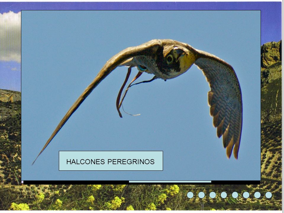 HALCONES PEREGRINOS UN PAISAJE DONDE VUELAN AGUILAS PERDICERAS EL BUHO REAL