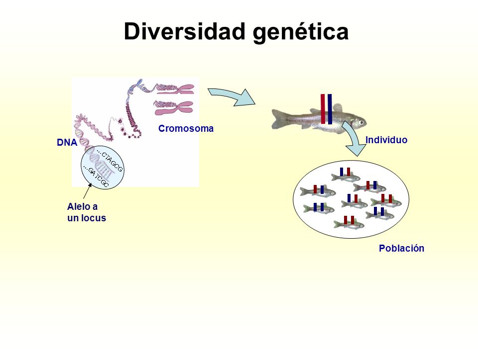 Diversidad genética Población Cromosoma Individuo DNA Alelo a un locus