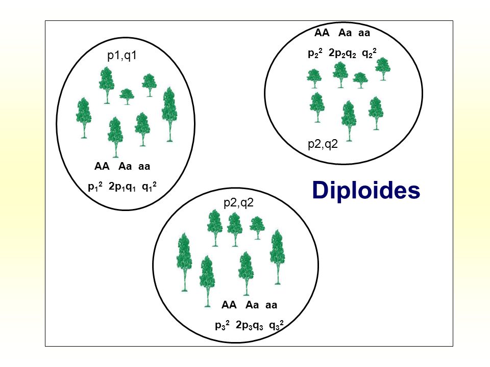 Diploides p1,q1 p2,q2 p22 2p2q2 q22 AA Aa aa p12 2p1q1 q12