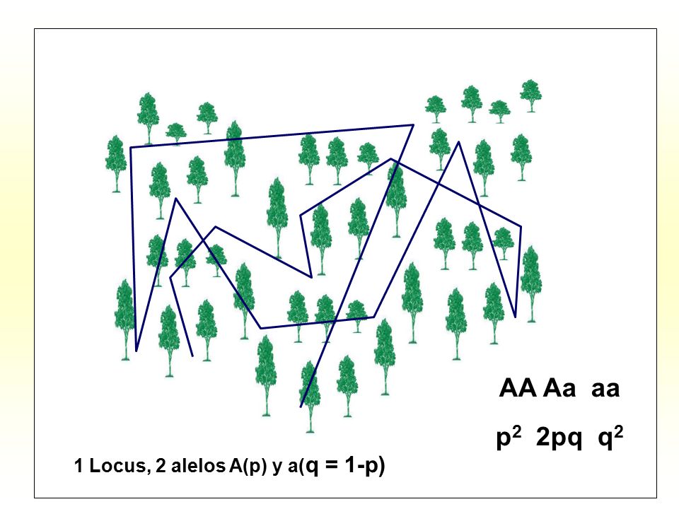 AA Aa aa p2 2pq q2 1 Locus, 2 alelos A(p) y a(q = 1-p)