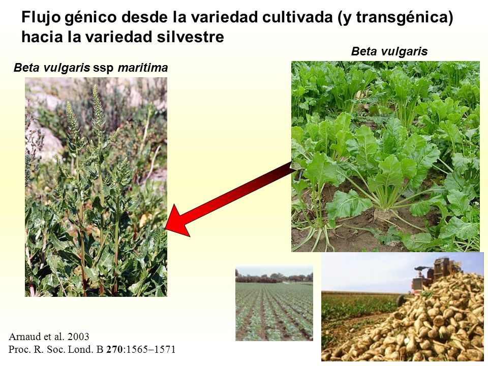 Flujo génico desde la variedad cultivada (y transgénica) hacia la variedad silvestre