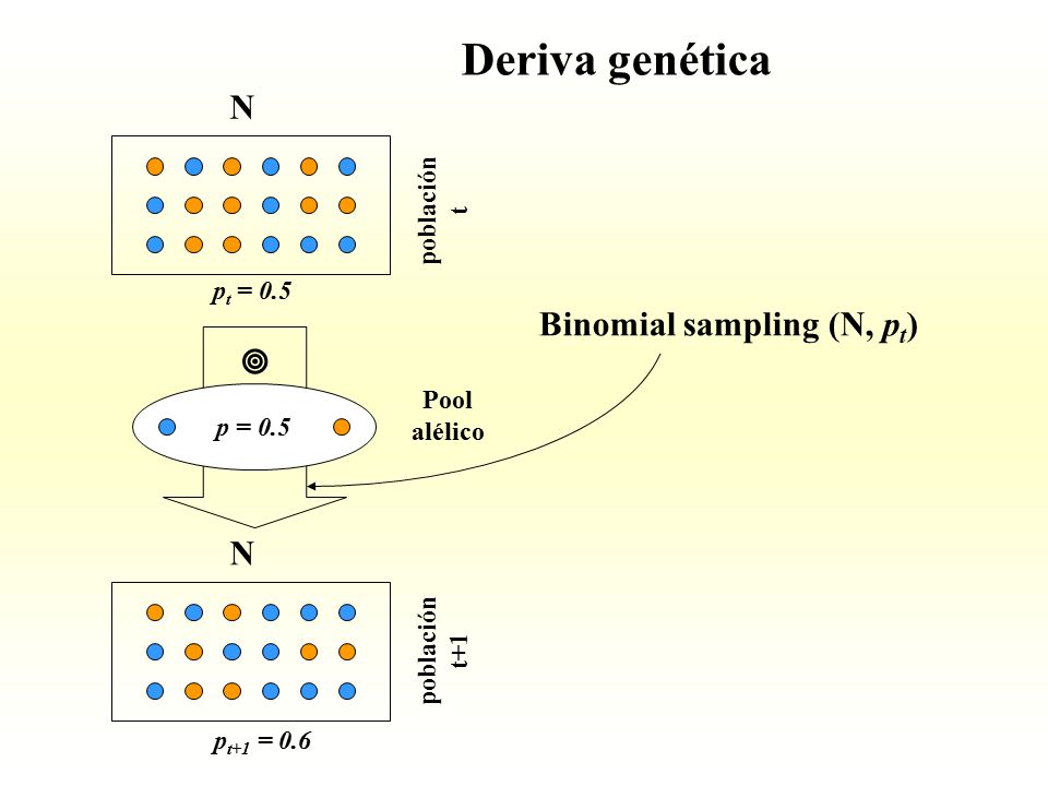 Deriva genética N Binomial sampling (N, pt)  N población t pt = 0.5