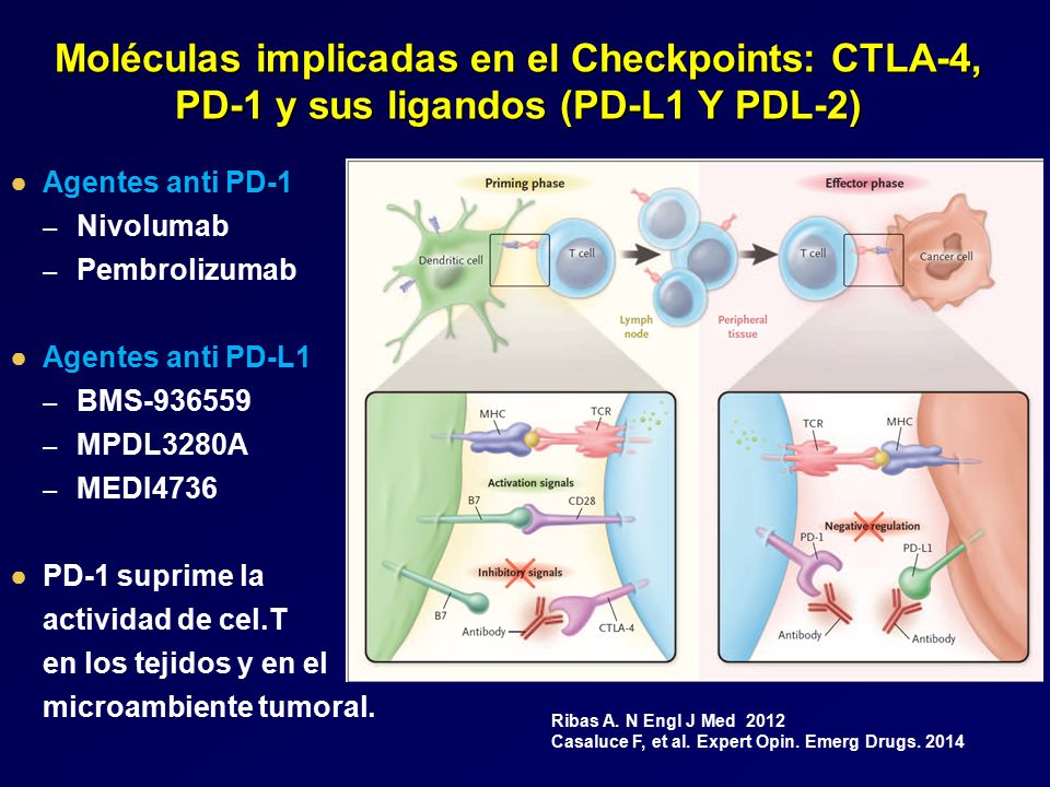 Moléculas implicadas en el Checkpoints: CTLA-4, PD-1 y sus ligandos (PD-L1 Y PDL-2)