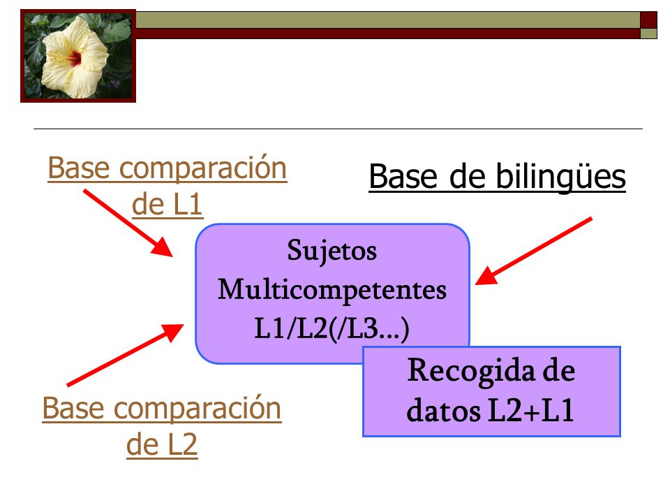 Base de bilingües Recogida de datos L2+L1 Base comparación de L1