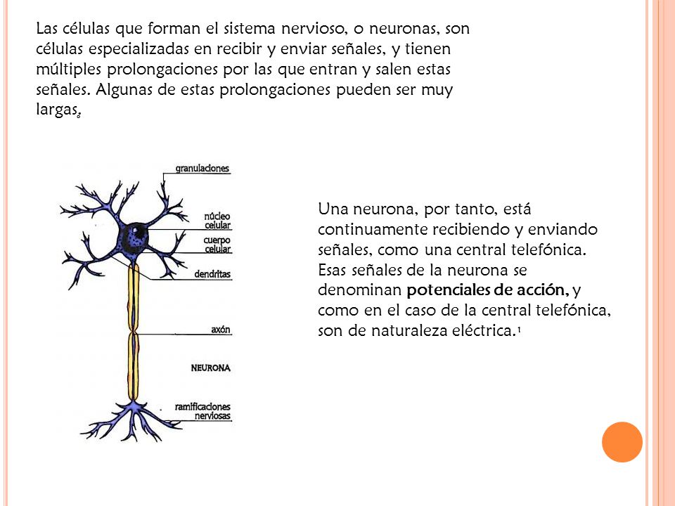 Las células que forman el sistema nervioso, o neuronas, son células especializadas en recibir y enviar señales, y tienen múltiples prolongaciones por las que entran y salen estas señales. Algunas de estas prolongaciones pueden ser muy largas.̥