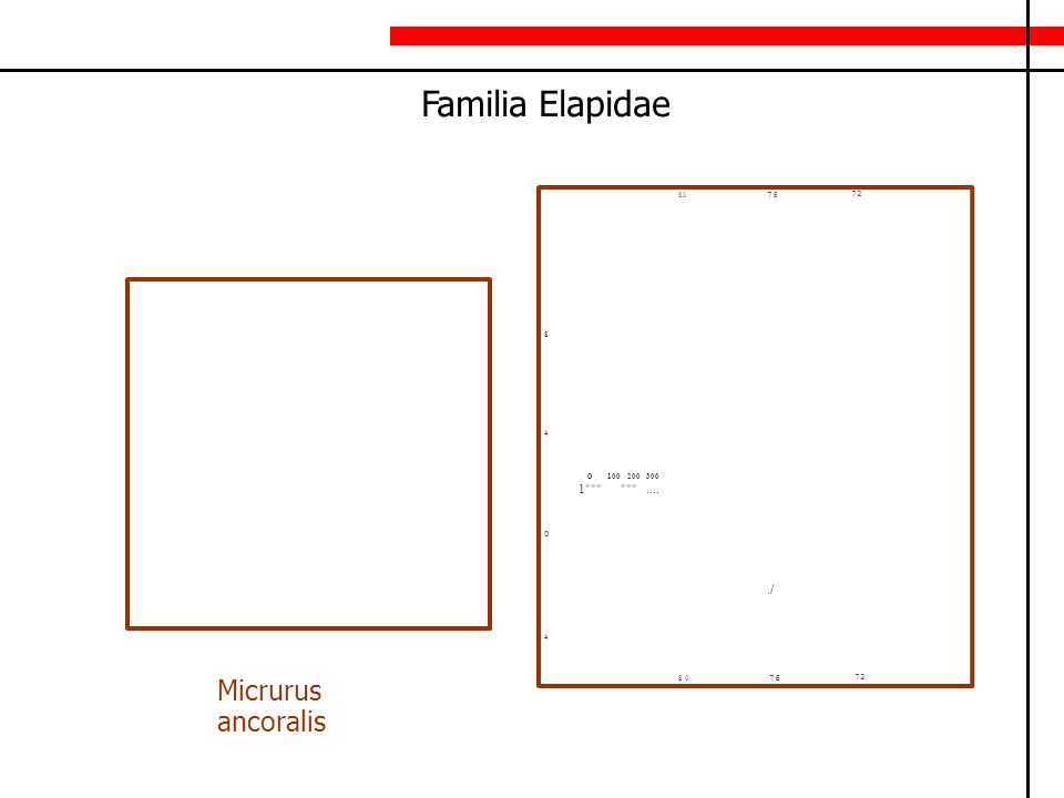 Familia Elapidae Micrurus ancoralis ./ o o