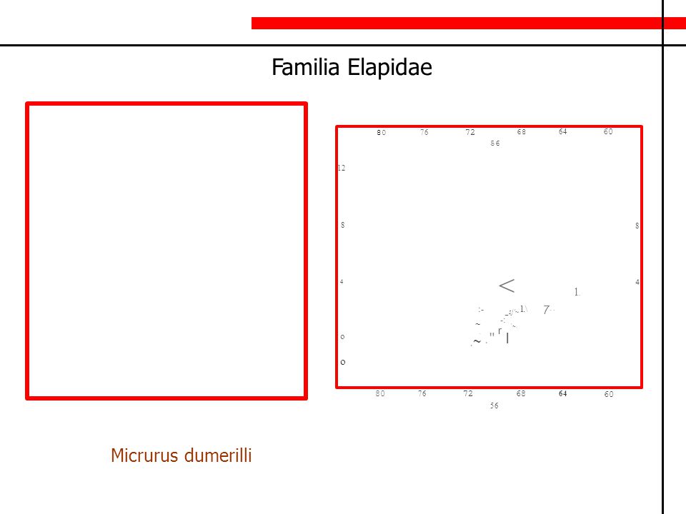 < l. Familia Elapidae Micrurus dumerilli .~ o . . r l o