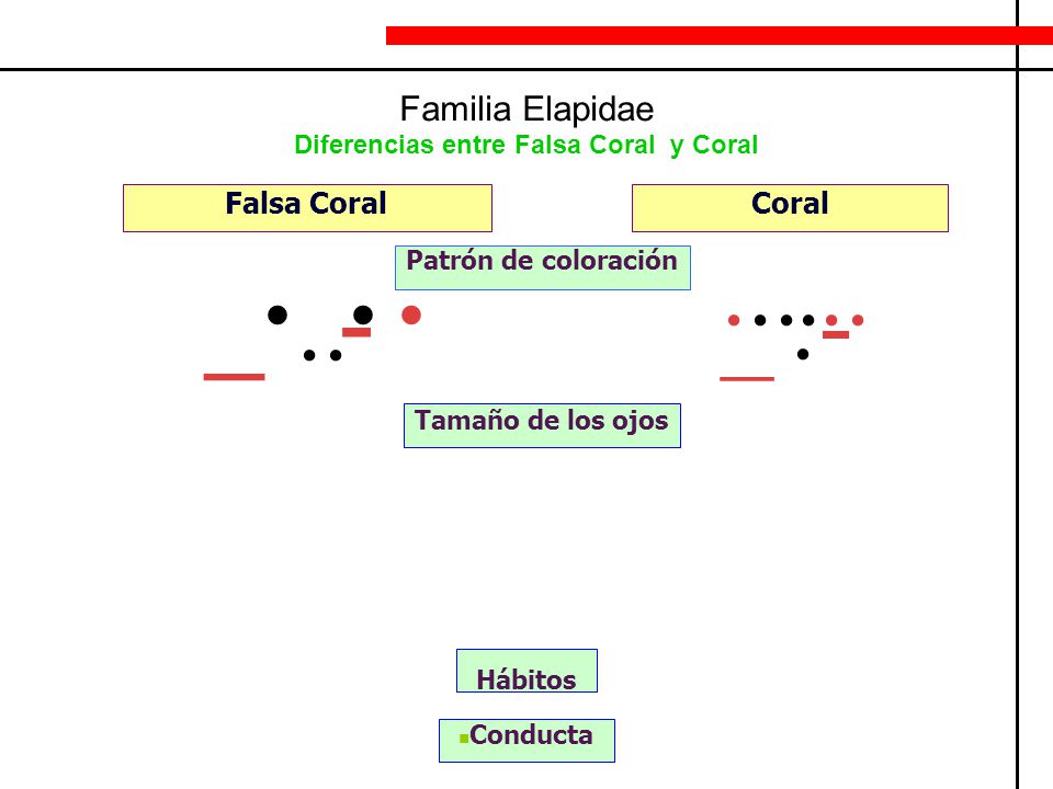 Diferencias entre Falsa Coral y Coral