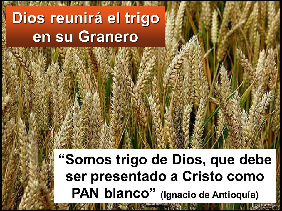 Dios reunirá el trigo en su Granero
