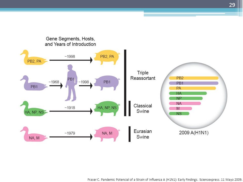 Fraser C. Pandemic Potencial of a Strain of Influenza A (H1N1): Early Findings.