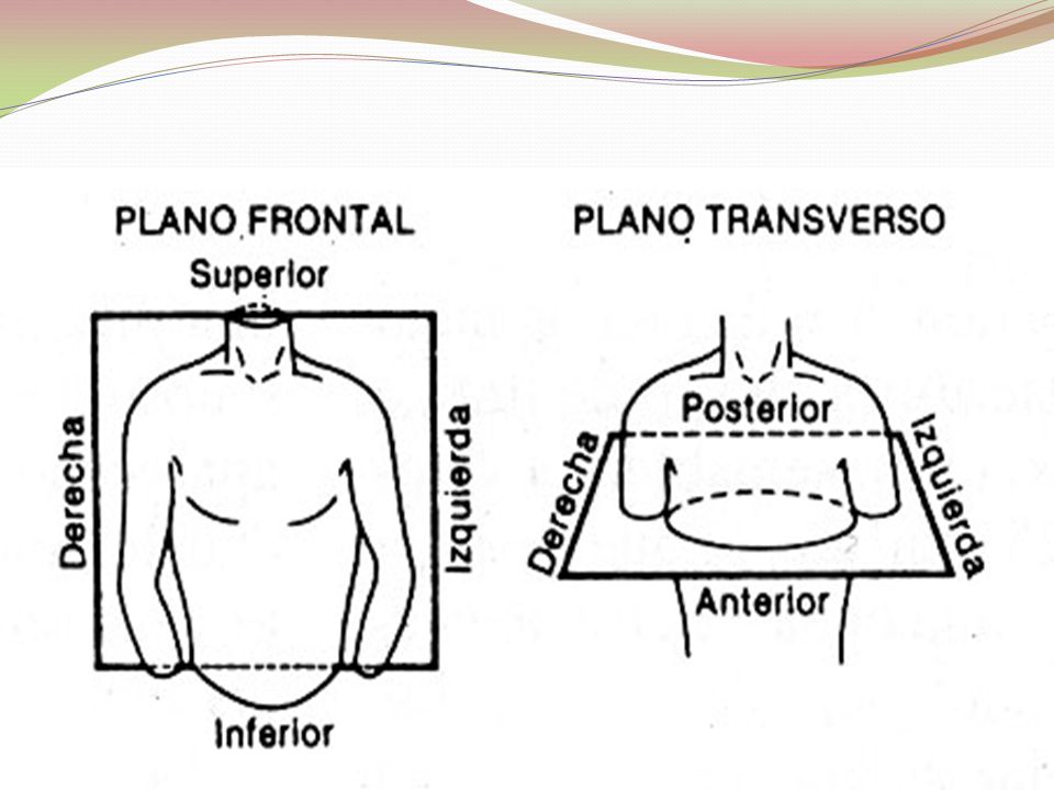 La ubicación de los electrodos permite ver el corazón desde el plano frontal y el plano horizontal.