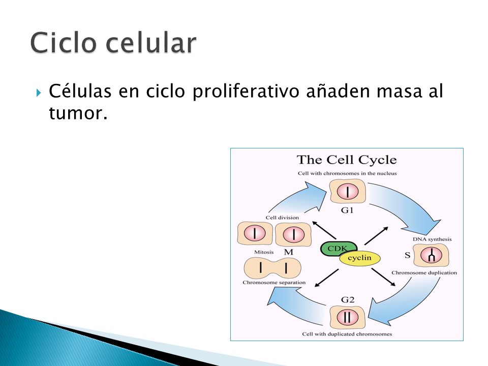 Ciclo celular Células en ciclo proliferativo añaden masa al tumor.