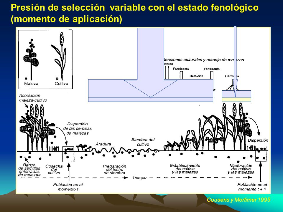 Presión de selección variable con el estado fenológico (momento de aplicación)