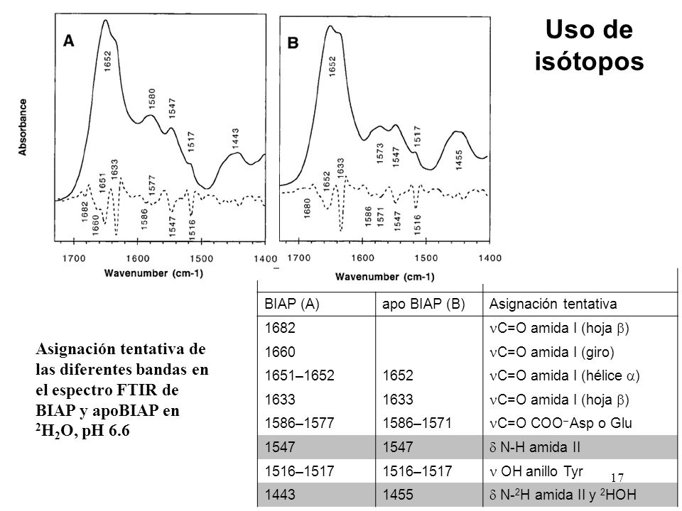 Uso de isótopos BIAP (A) apo BIAP (B) Asignación tentativa nC=O amida I (hoja b) nC=O amida I (giro)