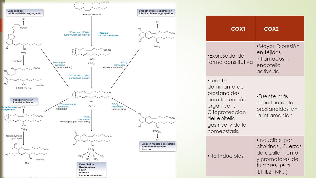 COX1 COX2. Expresada de forma constitutiva. Mayor Expresión en téjidos inflamados , endotelio activado.
