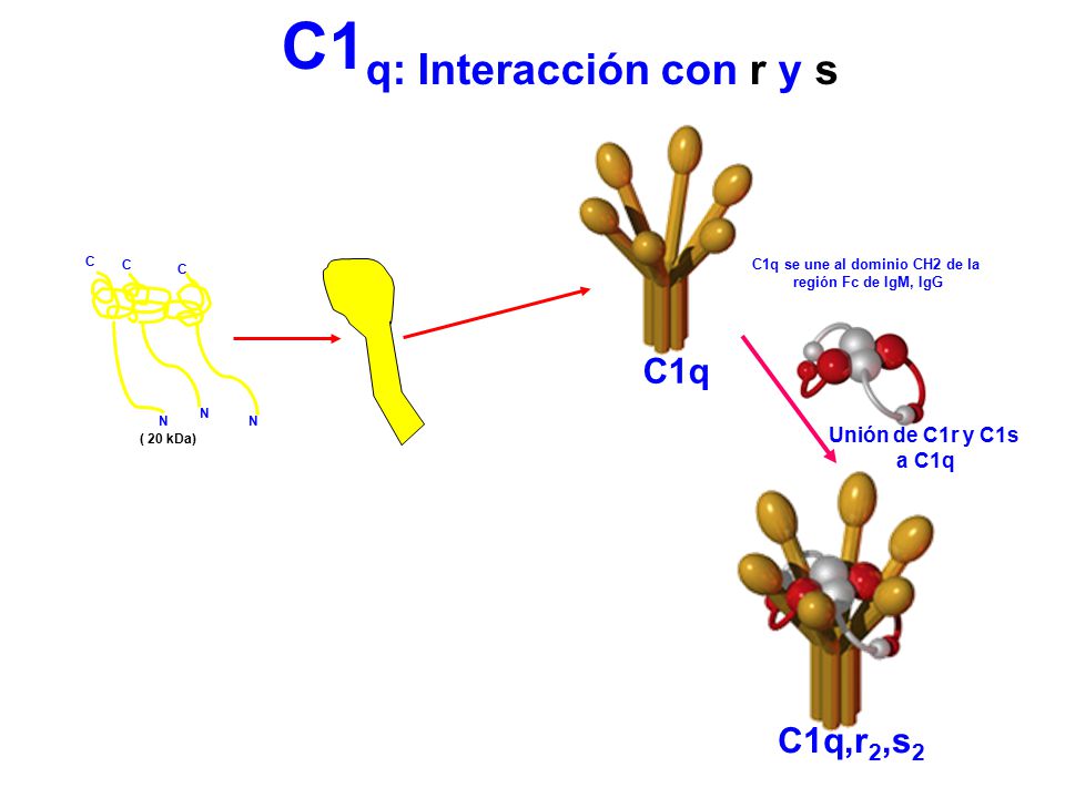 C1q: Interacción con r y s C1q se une al dominio CH2 de la