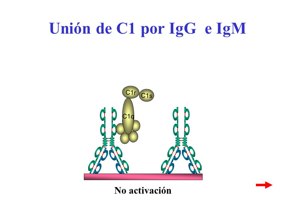 Unión de C1 por IgG e IgM C1r C1s C1q No activación