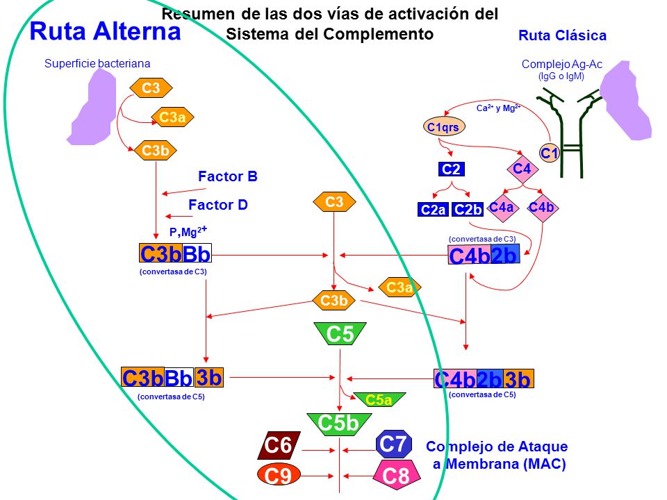 Resumen de las dos vías de activación del Sistema del Complemento
