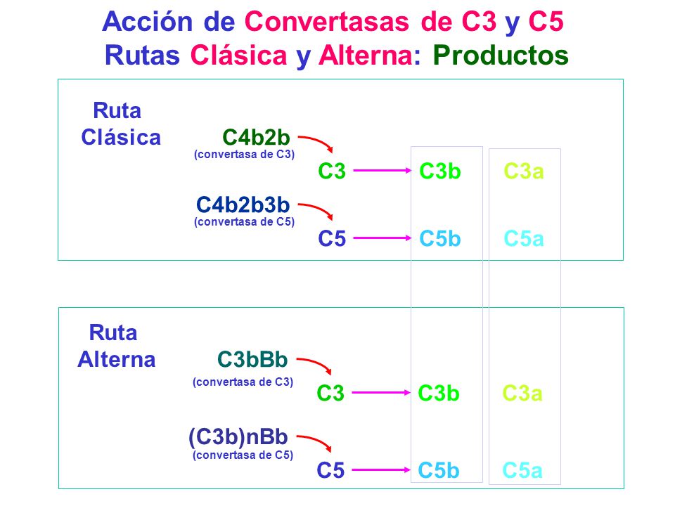 Acción de Convertasas de C3 y C5 Rutas Clásica y Alterna: Productos