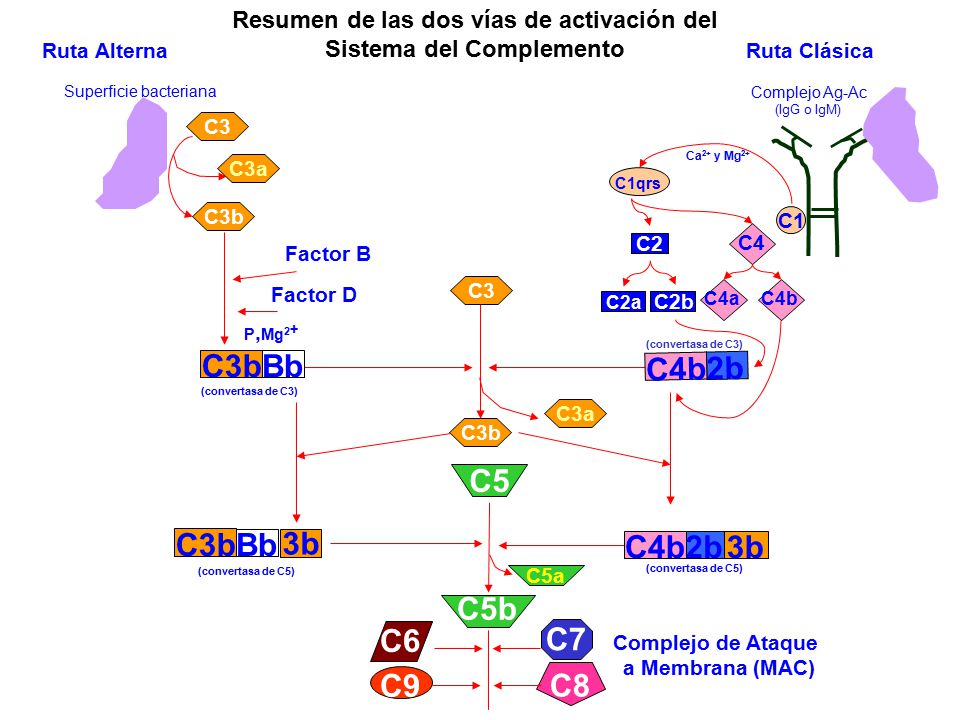 Resumen de las dos vías de activación del Sistema del Complemento