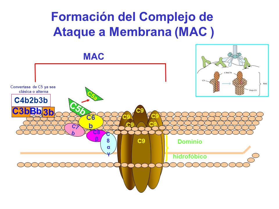 Formación del Complejo de Ataque a Membrana (MAC )