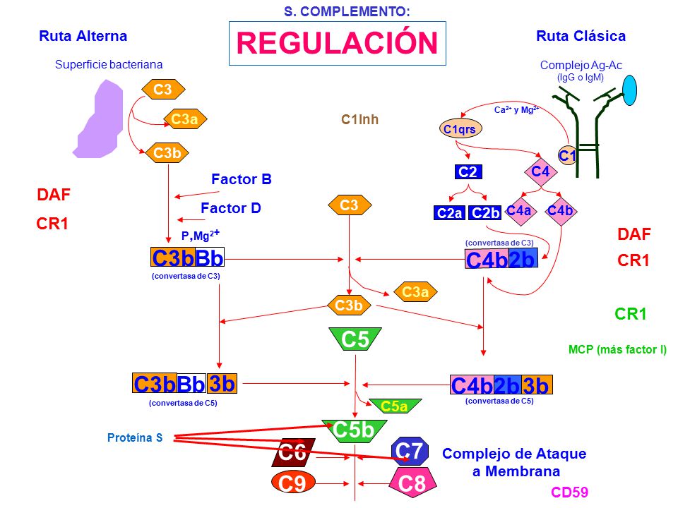 REGULACIÓN C5 C5b C6 C7 C9 C8 C4b 2b 3b C3b Bb DAF CR1 Ruta Clásica C1