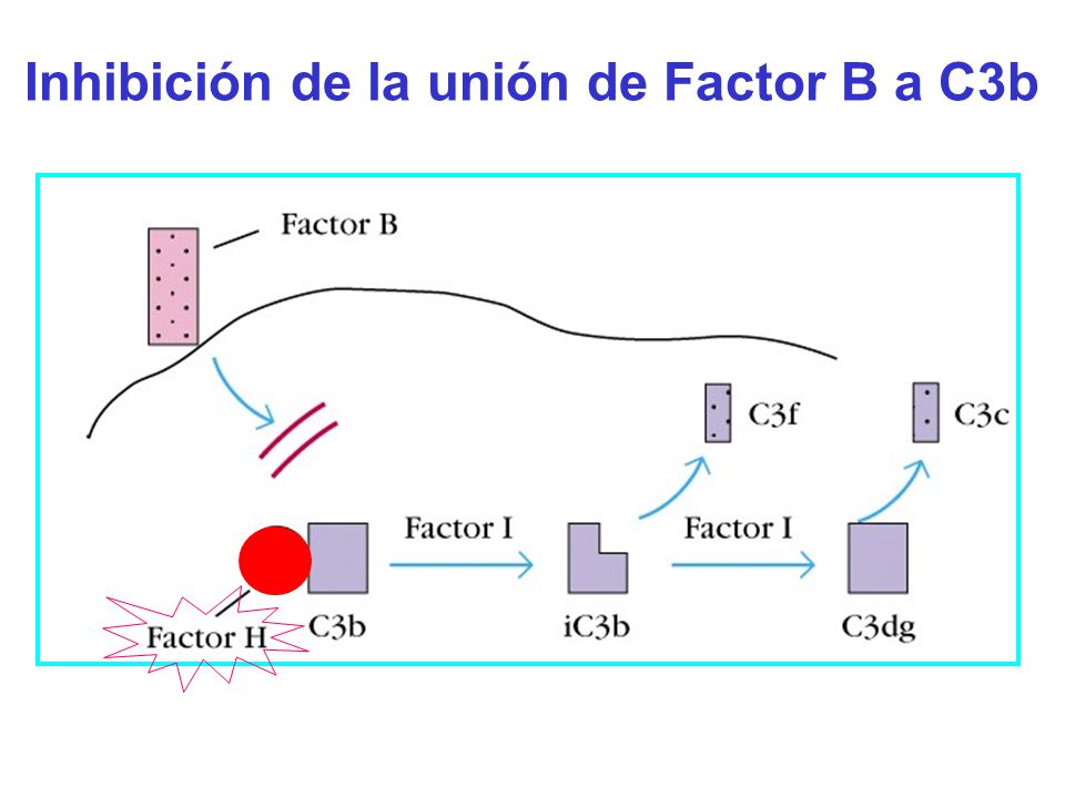 Inhibición de la unión de Factor B a C3b