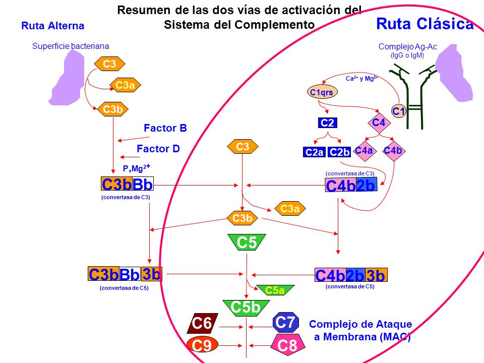 Resumen de las dos vías de activación del Sistema del Complemento