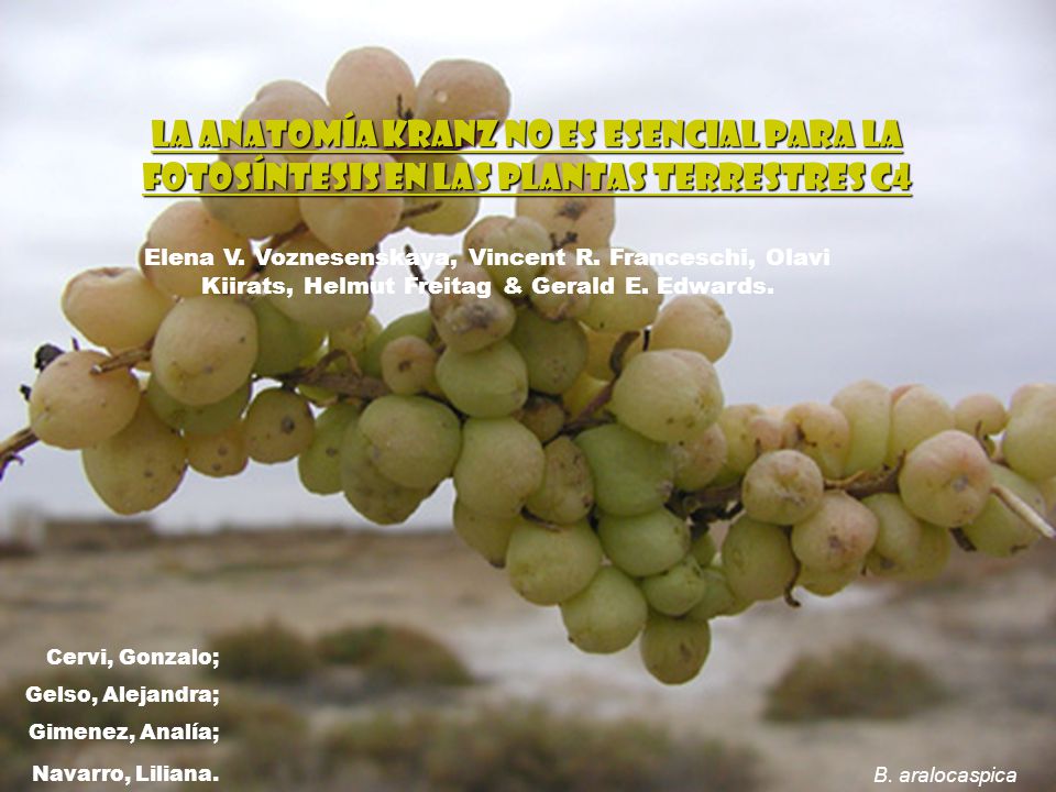 La anatomía Kranz no es esencial para la fotosíntesis en las plantas terrestres C4