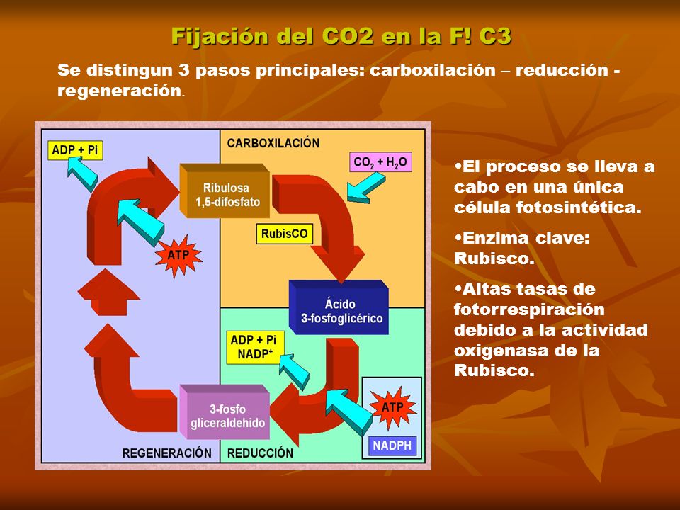 Fijación del CO2 en la F! C3 Se distingun 3 pasos principales: carboxilación – reducción - regeneración.
