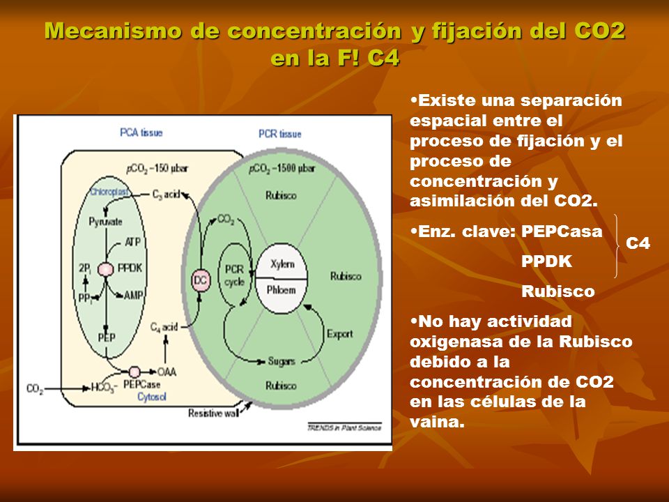 Mecanismo de concentración y fijación del CO2 en la F! C4